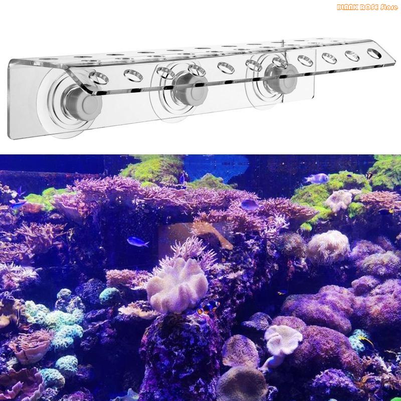 Rak Frag Karang Akrilik K1AE u - Reef Aquarium ulasan dan harga